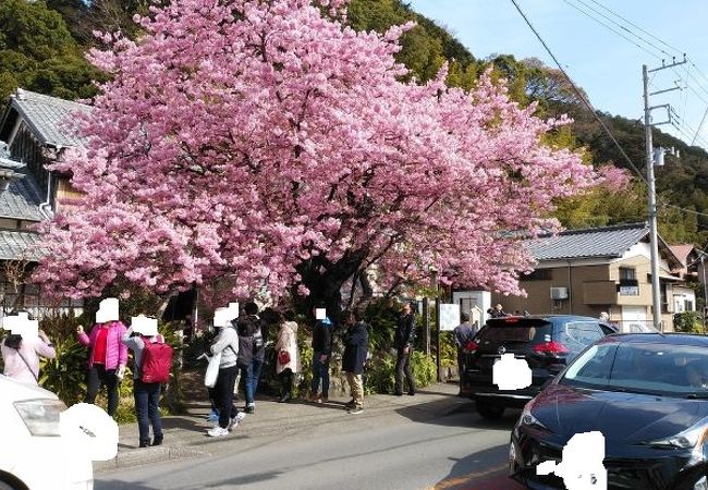 河津 桜 原木 の 苗