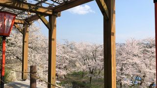 花見の時期は最高(^○^)行くべきスポット！