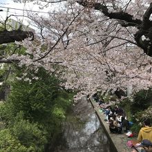 桜並木が続いていました