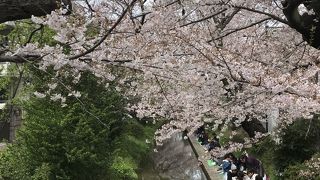桜が綺麗でした