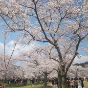 桜の時期の混雑は尋常ではありませんでした…