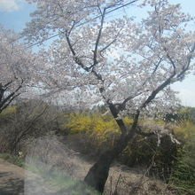 桜の時期は車窓からもお花見を楽しめます！