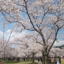 確かに桜は素晴らしく、座って花見できるのも人気になっています