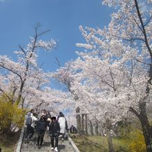 先に仏国寺、後で慶州博物館の方が良かったな、と後悔しました…