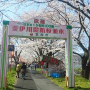 2キロ続く桜並木は見ごたえあり