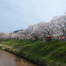 桜並木です