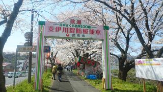 2キロ続く桜並木は見ごたえあり