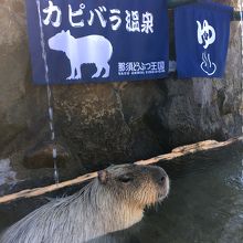 この子ずっと動きませんでした（笑）