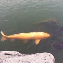 大泉水の鯉