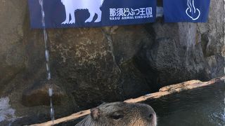 かわいくて癒されます！！！