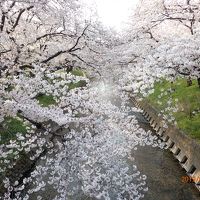 素晴らしい桜でした