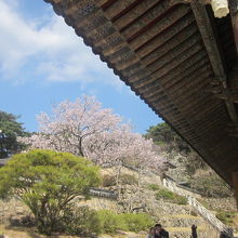 春はこの桜の木にも是非ご注目下さい！