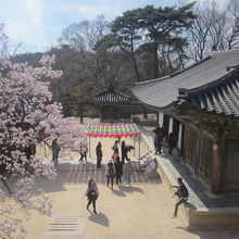 やはり春は桜とのコラボ風景を楽しみたいものです