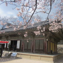 正面から少し桜を入れて、こんなアングルで。