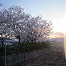 お店のすぐ近くの桜が夕焼けに映えてとても美しかったです