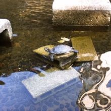 池の亀