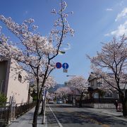 神社に近づくと美しい桜並木が目立ってきます