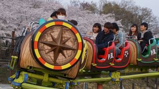 この時期は園内の桜が満開