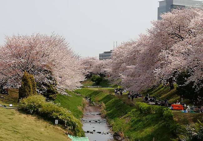 神奈川県立相模三川公園 クチコミ アクセス 営業時間 海老名 座間 綾瀬 フォートラベル 神奈川県立相模三川公園 クチコミ アクセス 営業時間 海老名 座間 綾瀬 フォートラベル