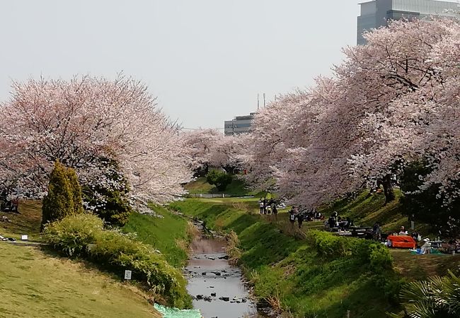 神奈川県立相模三川公園 クチコミ アクセス 営業時間 海老名 座間 綾瀬 フォートラベル