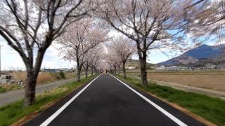サクラ並木に沿って走る
