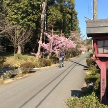 表参道の桜はソメイヨシノより赤い桜が咲く