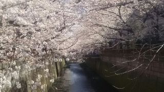 桜の名所