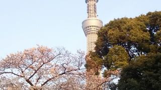 スカイツリーと桜