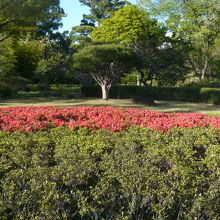 二の丸庭園のつつじが、一部咲き始めます。咲き誇るのは４～５月