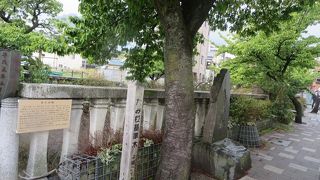 あたみ桜は早く咲く