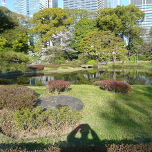 東御苑の二の丸庭園の池は、回遊式の巡り路の中心となっています