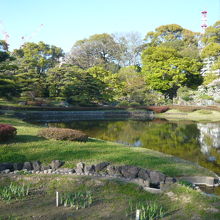東御苑の二の丸庭園の池の傍には、菖蒲の株が植えられています。