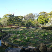 二の丸庭園の菖蒲の株には、育成者の名前が添えてあります。