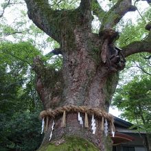 しめ縄が巻かれた幹