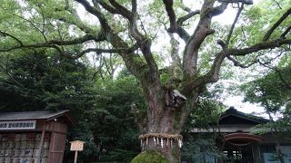 本当に神様が宿っていそう