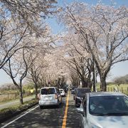 桜のトンネルを潜るのは自転車がお勧め