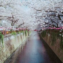 目黒川の桜並木は圧巻です