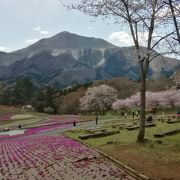 桜は満開、芝桜はもう少しの羊山