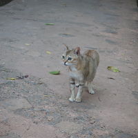 猫や犬もいます