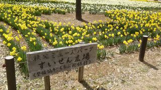 ミューズパークにも春の訪れ