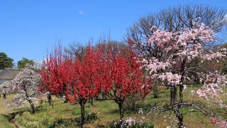 紅枝垂桜や花桃が綺麗でした