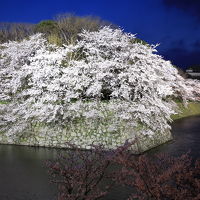 テラスから見るライトアップされた桜は絶景です