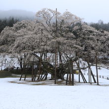 珍しい雪と桜のコラボ
