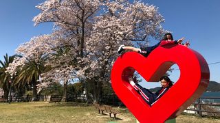 桜満開の城山公園！鳥羽のロゴで写真