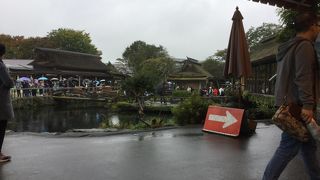 忍野八海 不思議な池