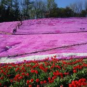 芝桜が綺麗でした