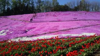 芝桜が綺麗でした