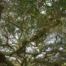 日本一のガジュマル