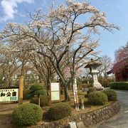 2019.4.7 桜満開