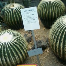 サボテンの展示